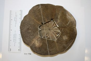 Media type: image;   Invertebrate Zoology ECH-7196 Description: Preserved specimen.;